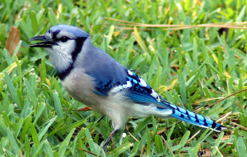 Bluejay