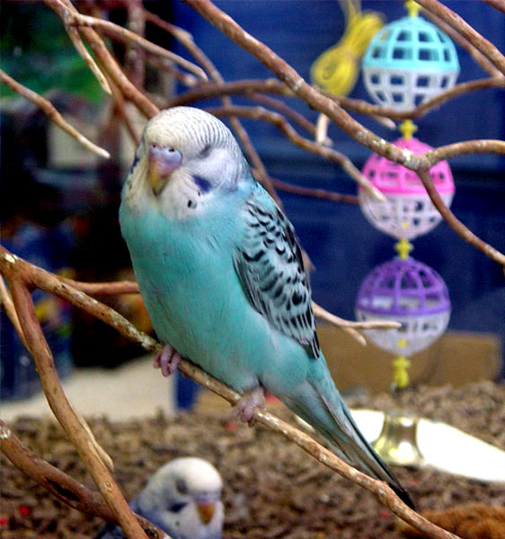 Blue Parakeet