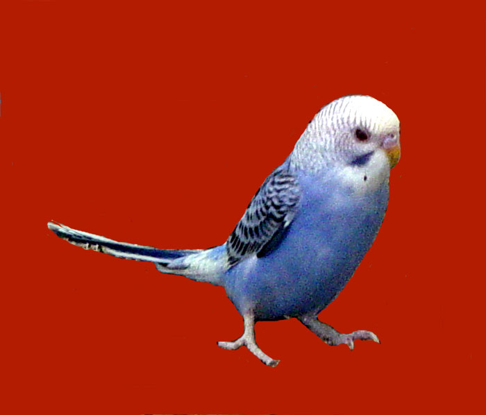 Blue Parakeet