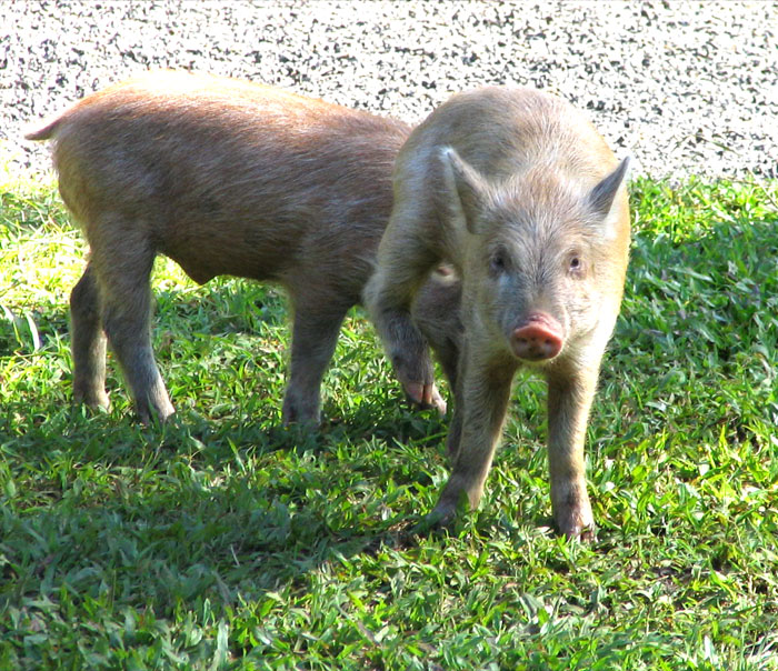 Wild boars, juveniles