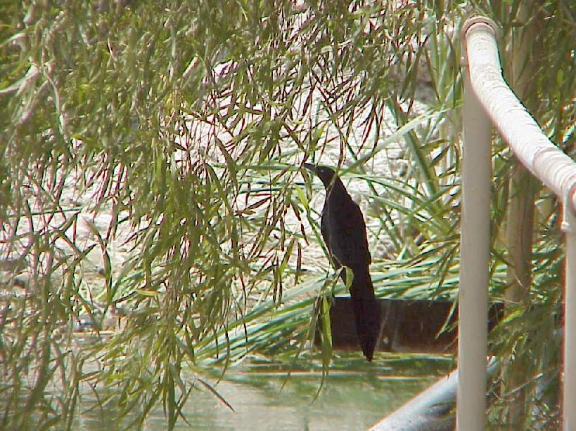 Boat-tailed grackle