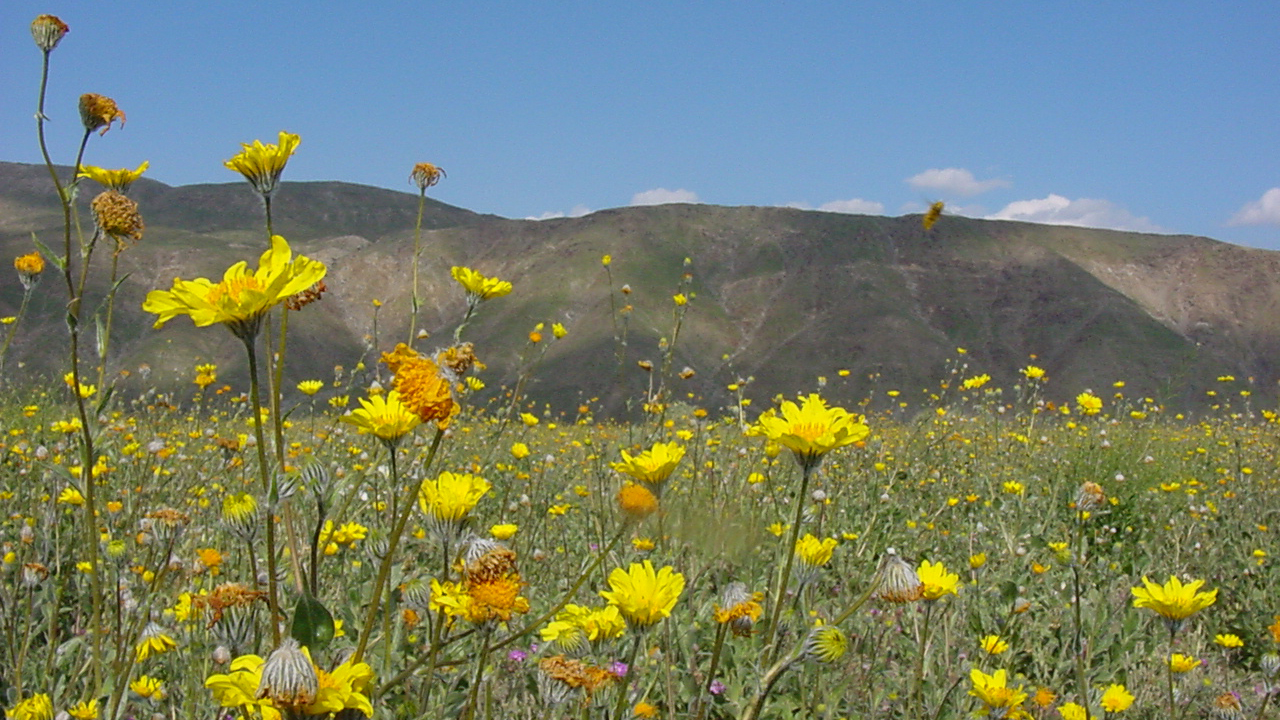 borrego-blooms.jpg