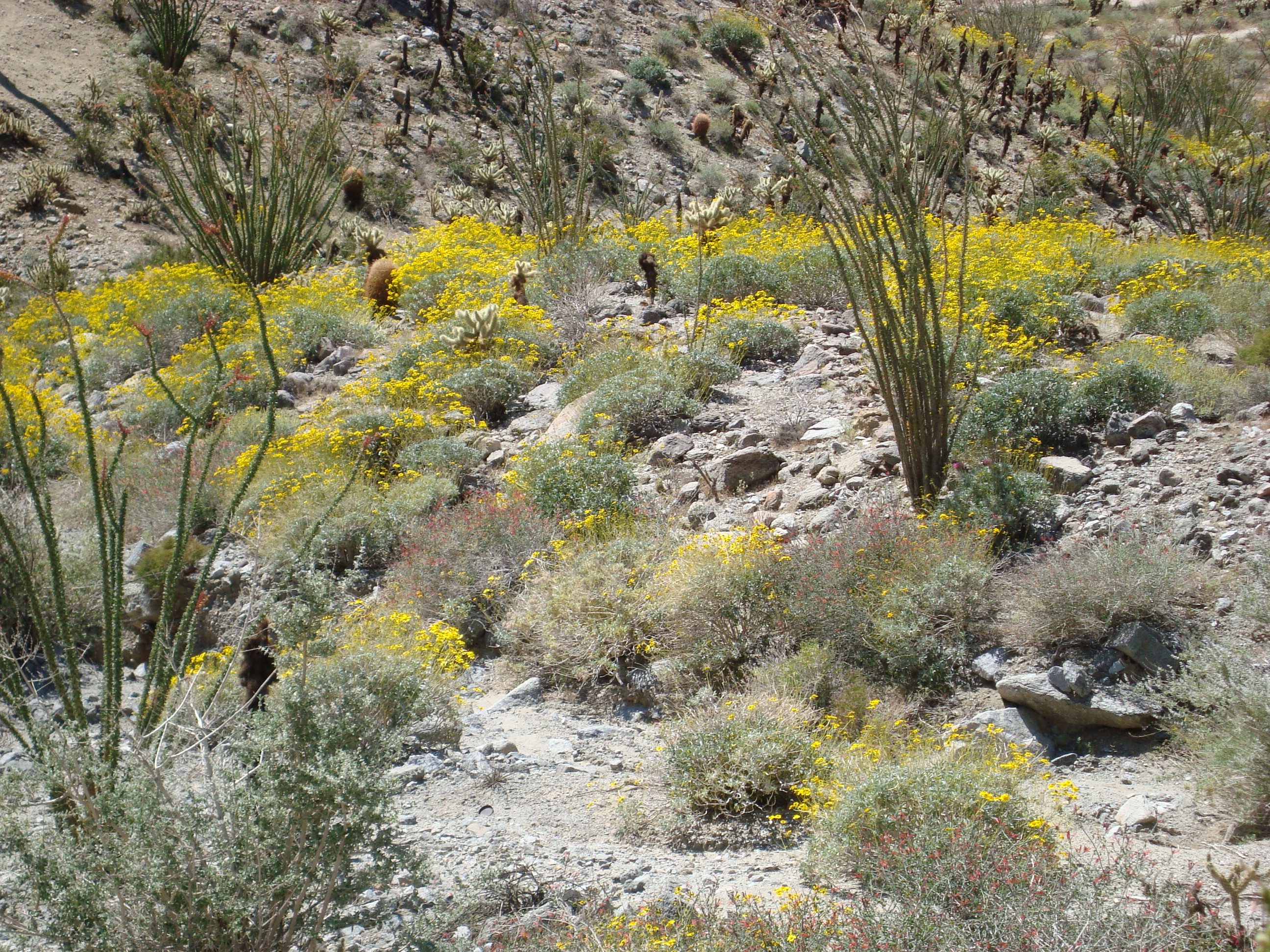 Desert Spring Scene