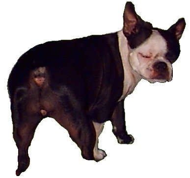 Boston Terrier