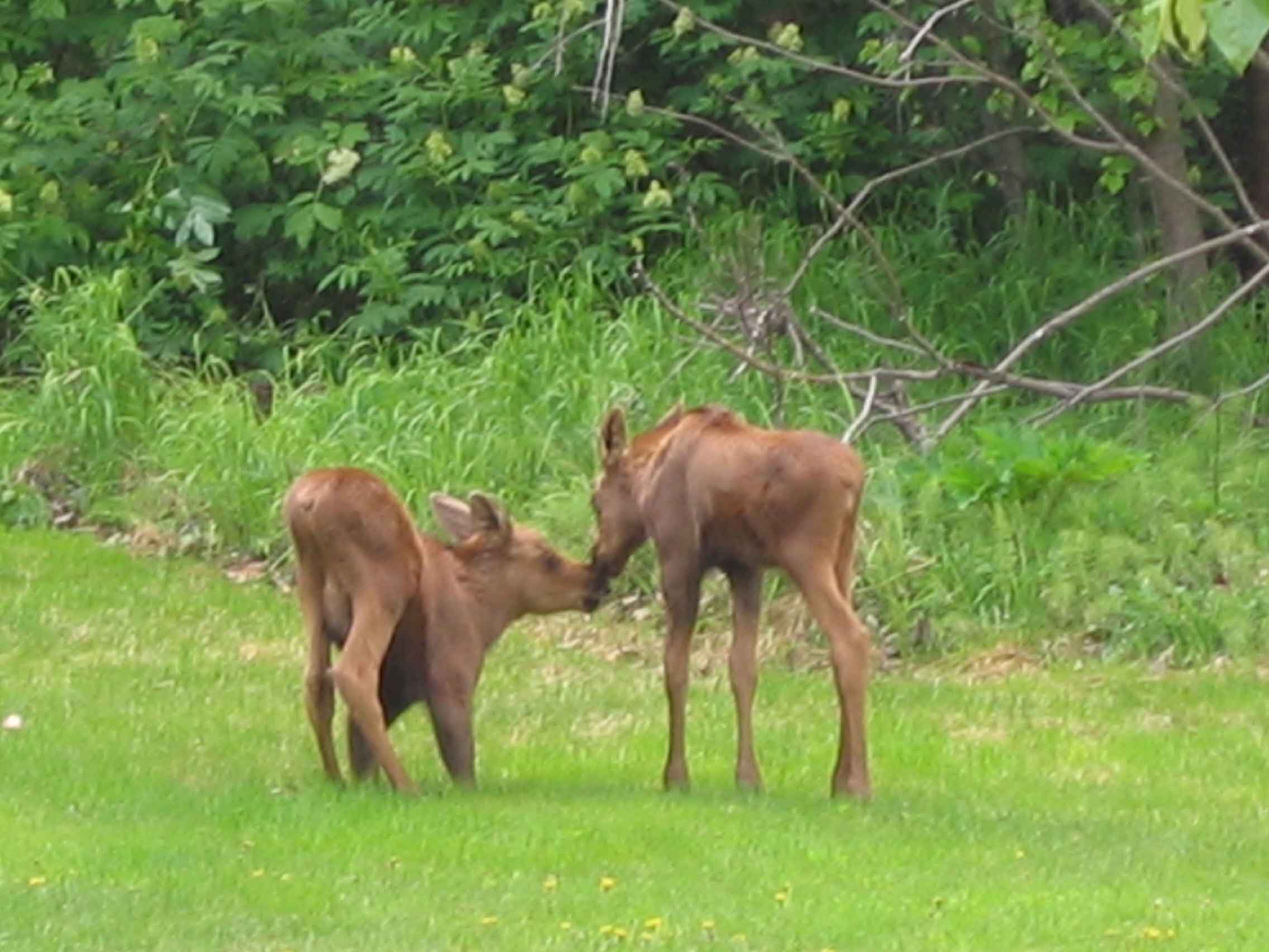 Moose twins in Anchorage, AK