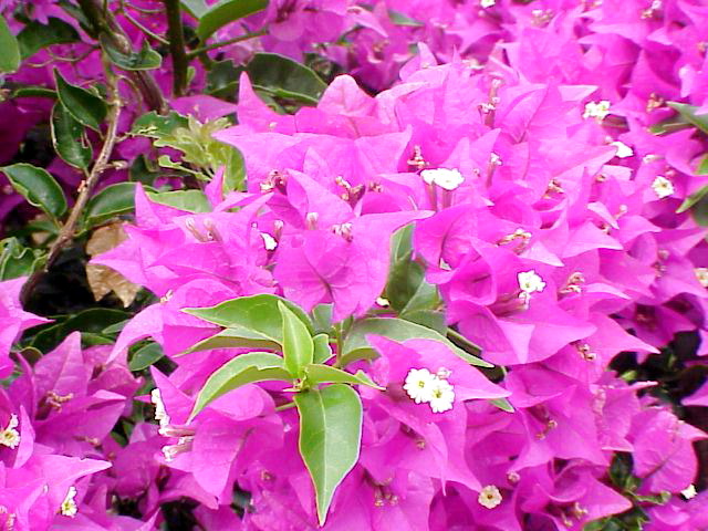 Bougainvillea