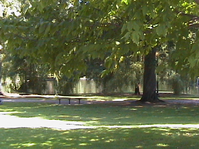 Pond in Boston Public Gardens