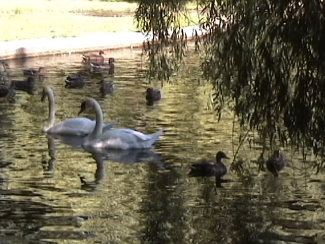 Swans and Ducks in Boston Public Gardens