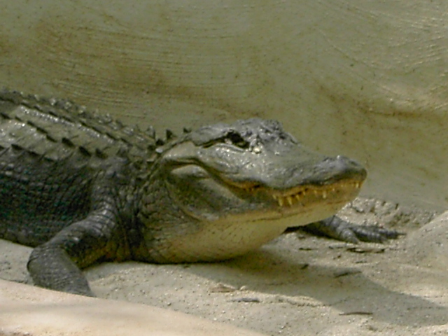 aligator