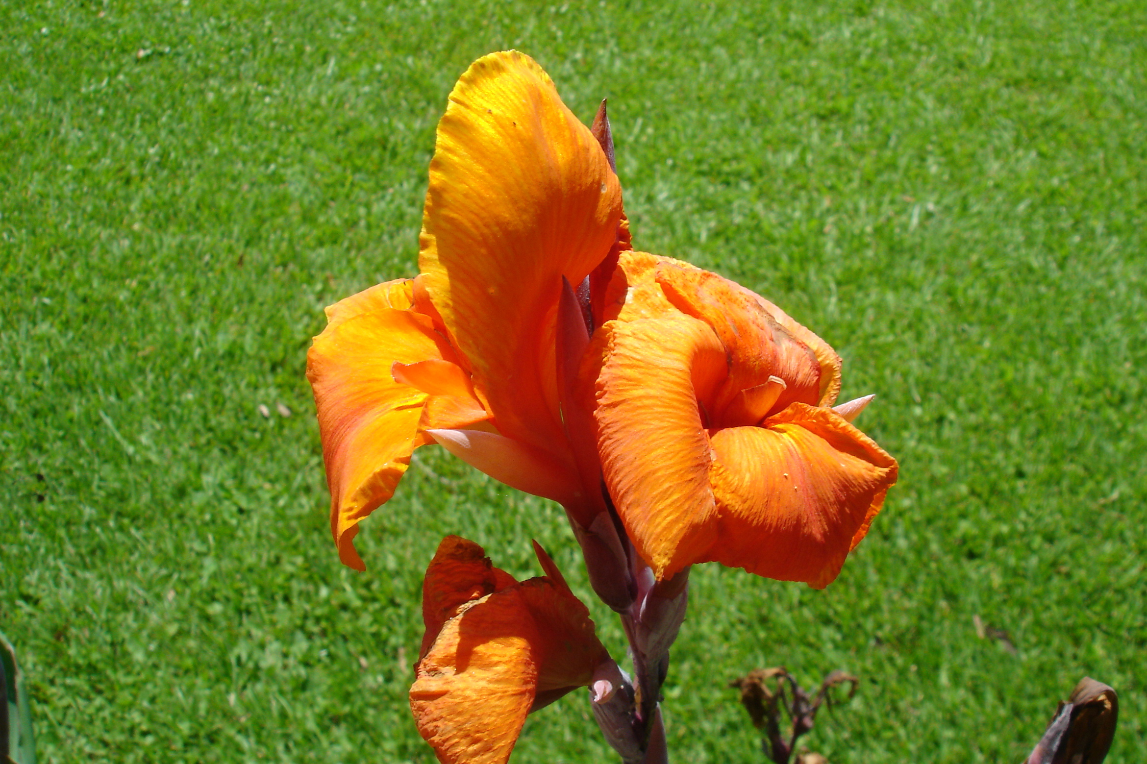 Orange Flower