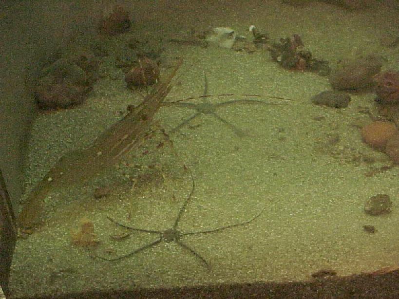 Brittle stars and Shrimp