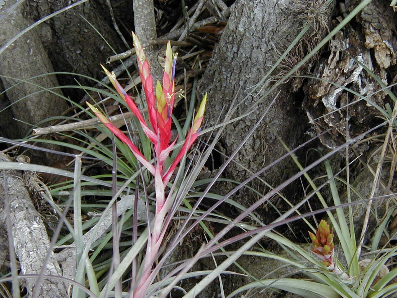 bromeliad-flower.jpg