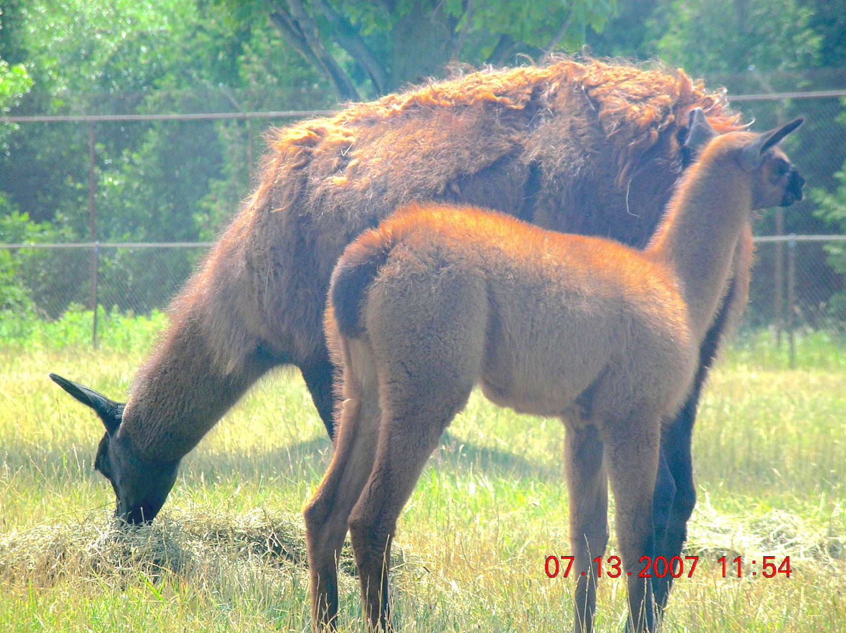 brownllamasmomcalf.jpg