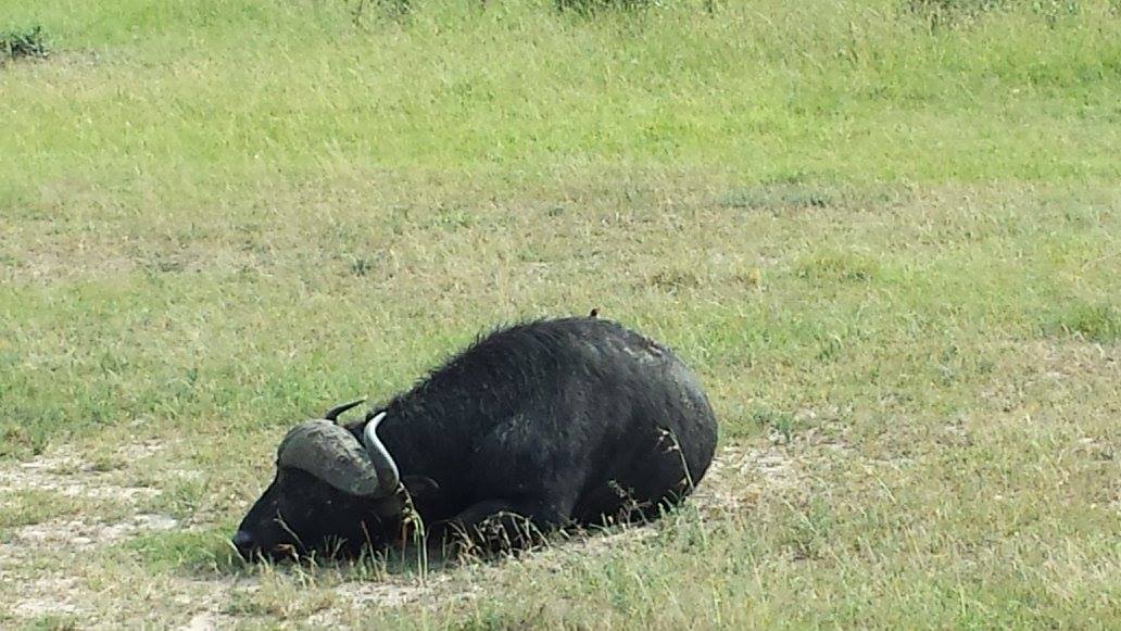 Cape Buffalo with bird on back