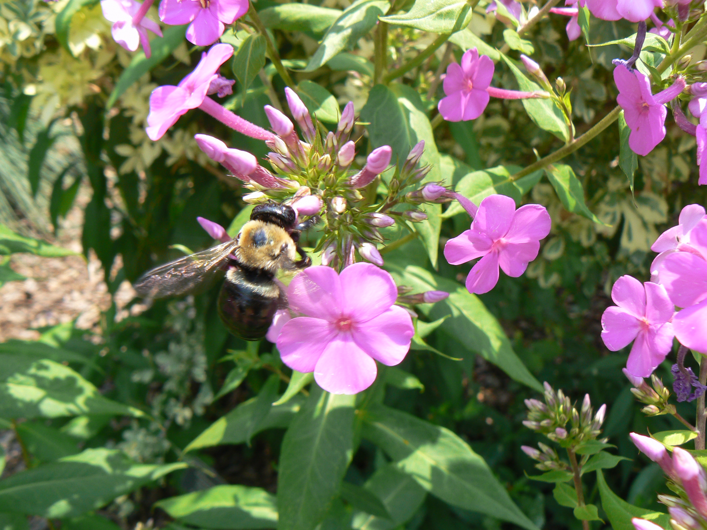 American Bumblebee - Bombus pennsylvanicus