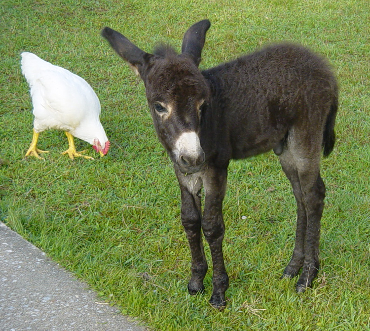 Buster - 14 days old at Oak Mountain State Park