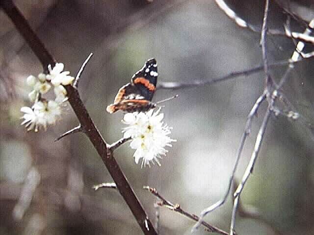 Butteryfly on Flowers