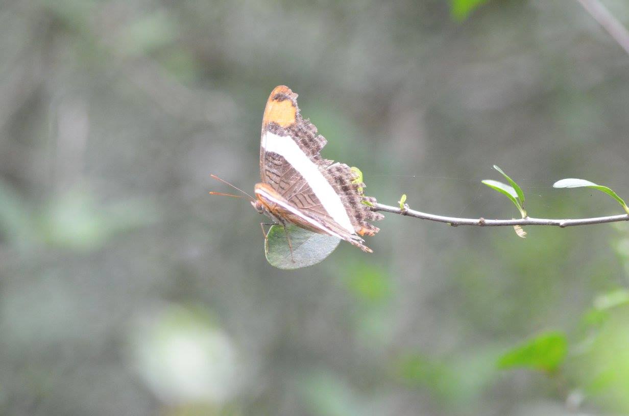 butterfly1.jpg