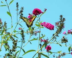 butterfly bushes attract butterflies like this Zebra Swalllowtail