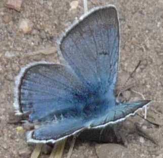 Boisduval's Blue - Plebejus icarioides