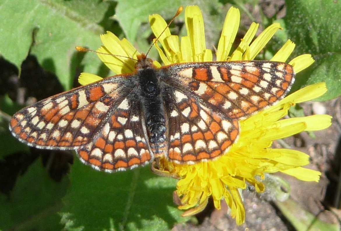 Hydaspe Fritillary - Speyeria hydaspe