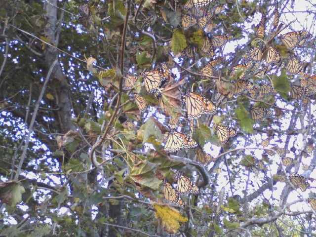 Monarch butterflies resting in Maine