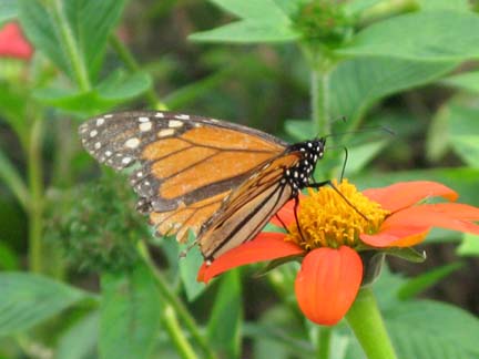 close up of butterfly