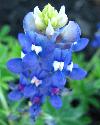 external image bluebonnet5_thumb.jpg