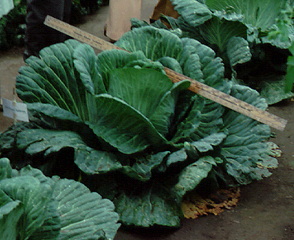 Alaskan giant cabbage plant. Notice yardstick across top of plant