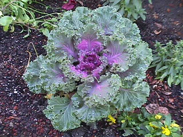 Decorative cabbage