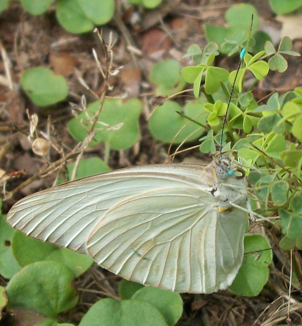 Cabbage White Butterfly