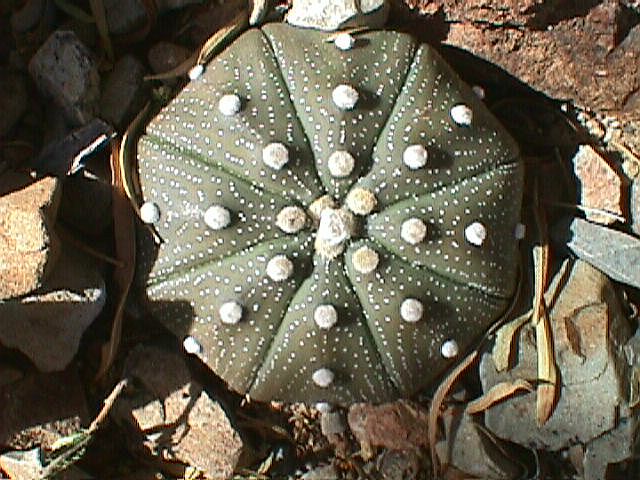 Cactus - odd shape