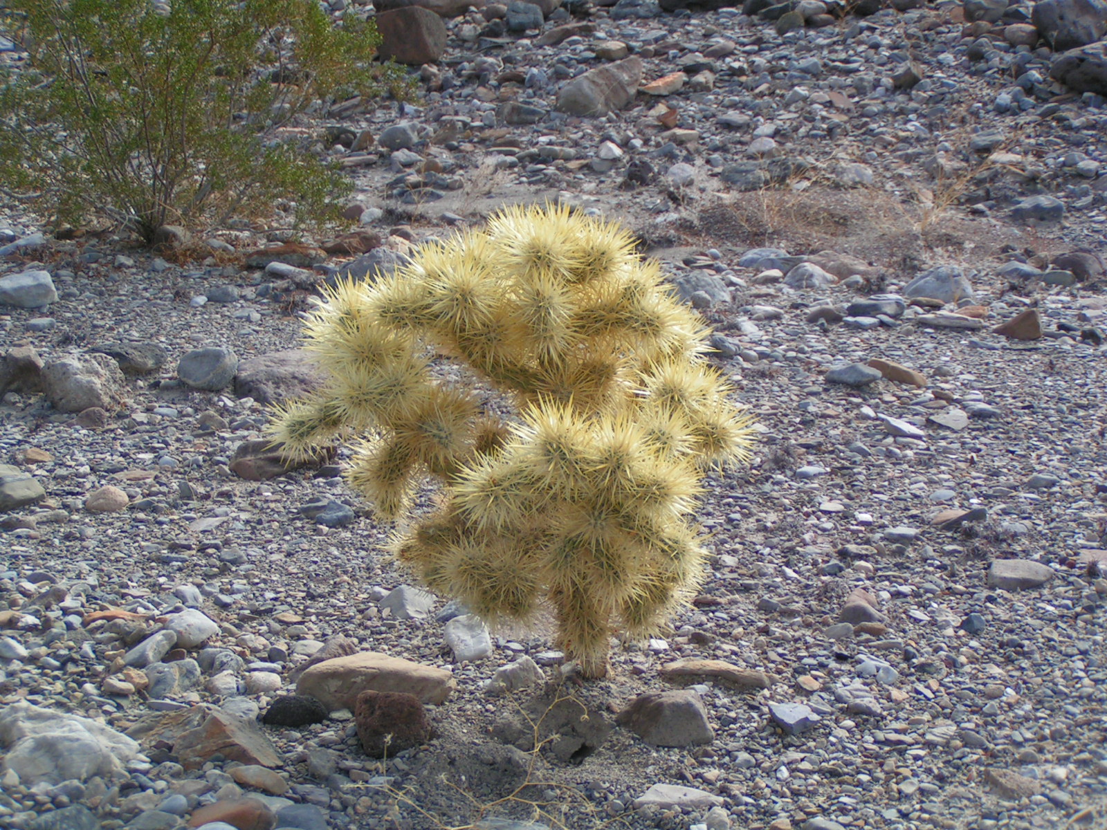 Cactus in Death Valley