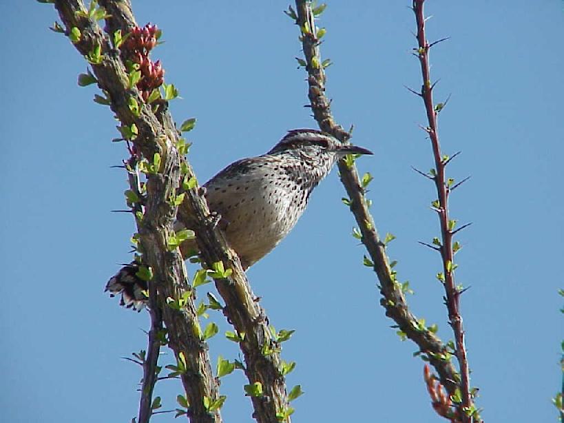 Cactus Wren and Ocotillo