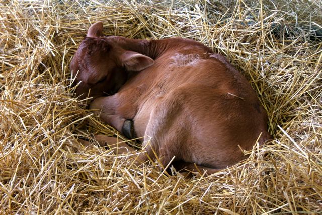 Baby calf sleeps