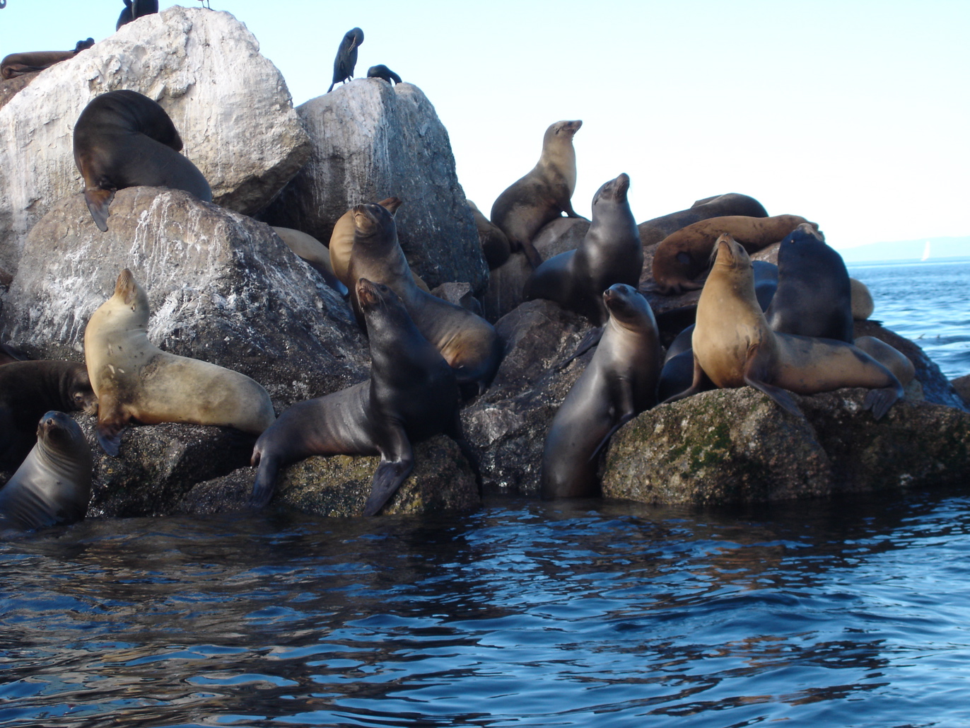 California Sea Lions