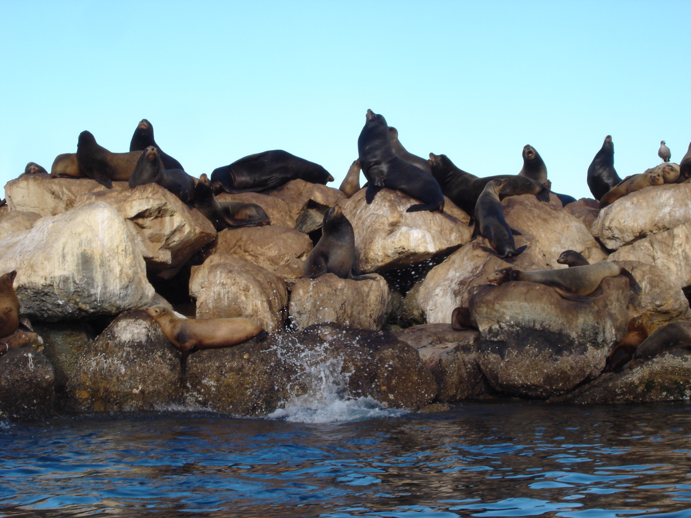 California Sea Lions