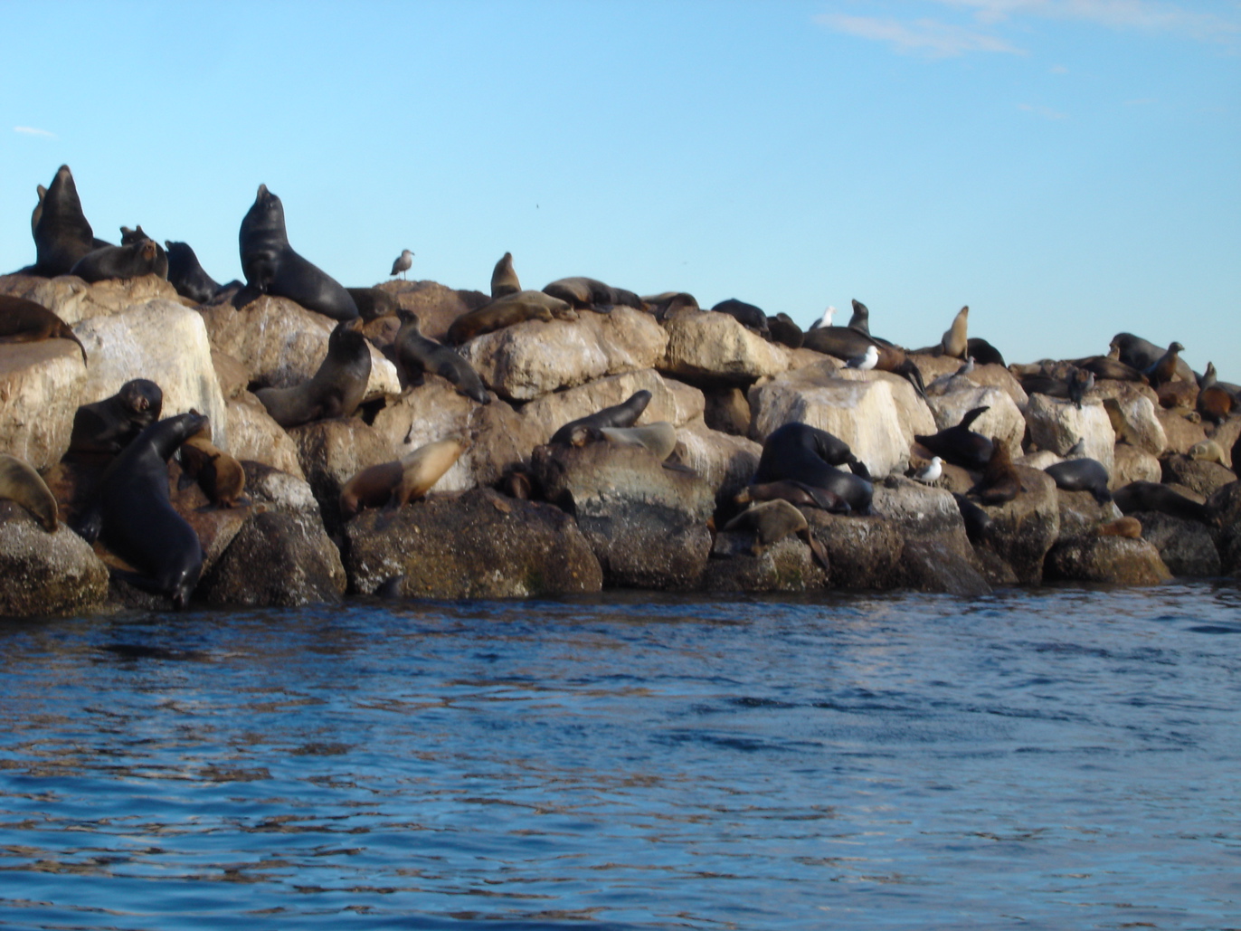 California Sea Lions