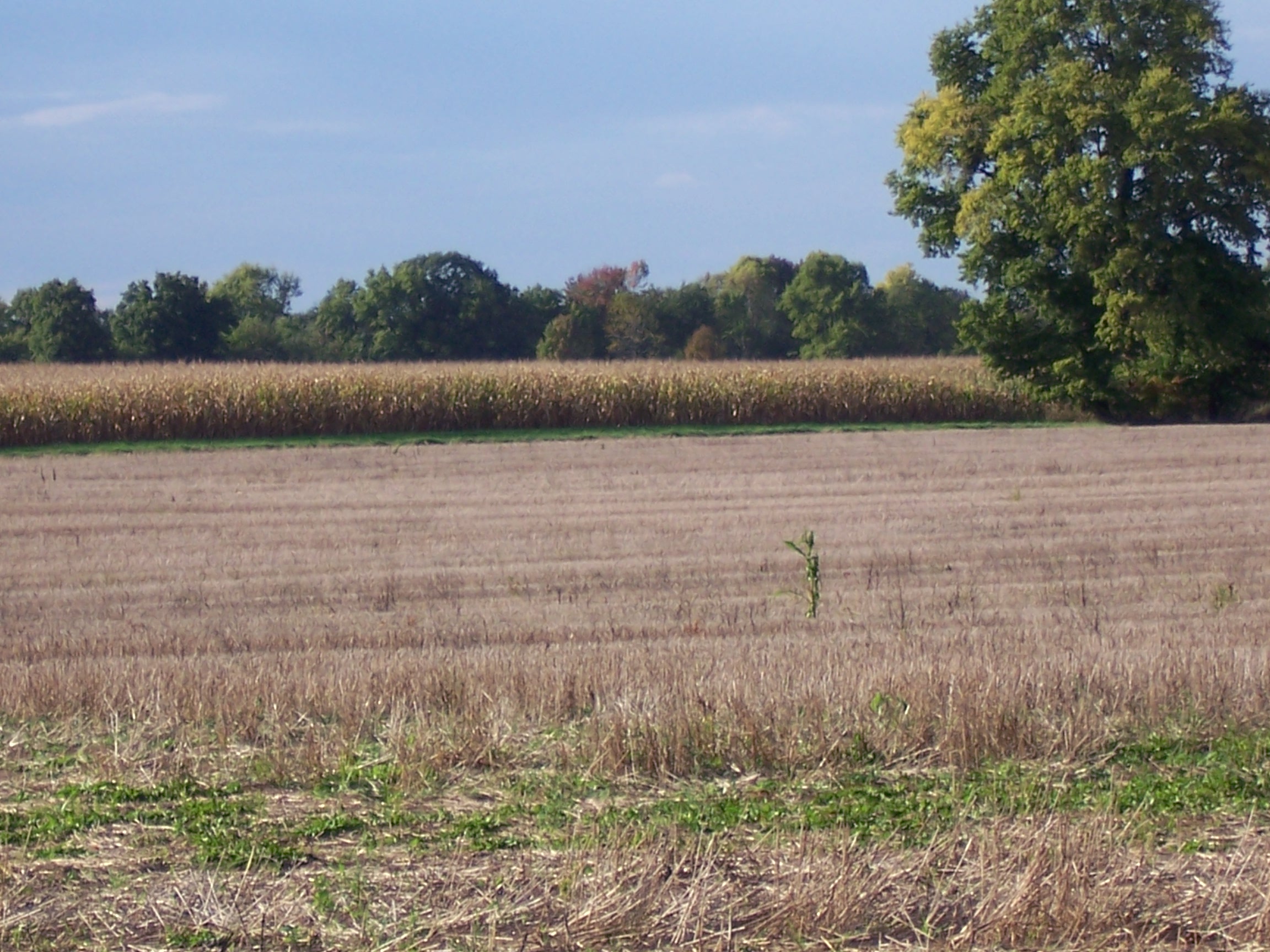 harvest