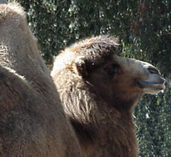 camel closeup