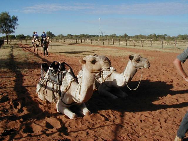 Camels near Uluru