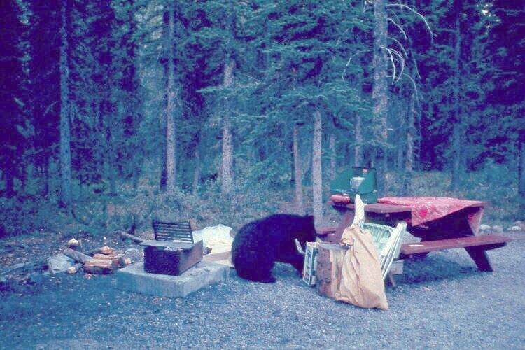 Bear at picnic