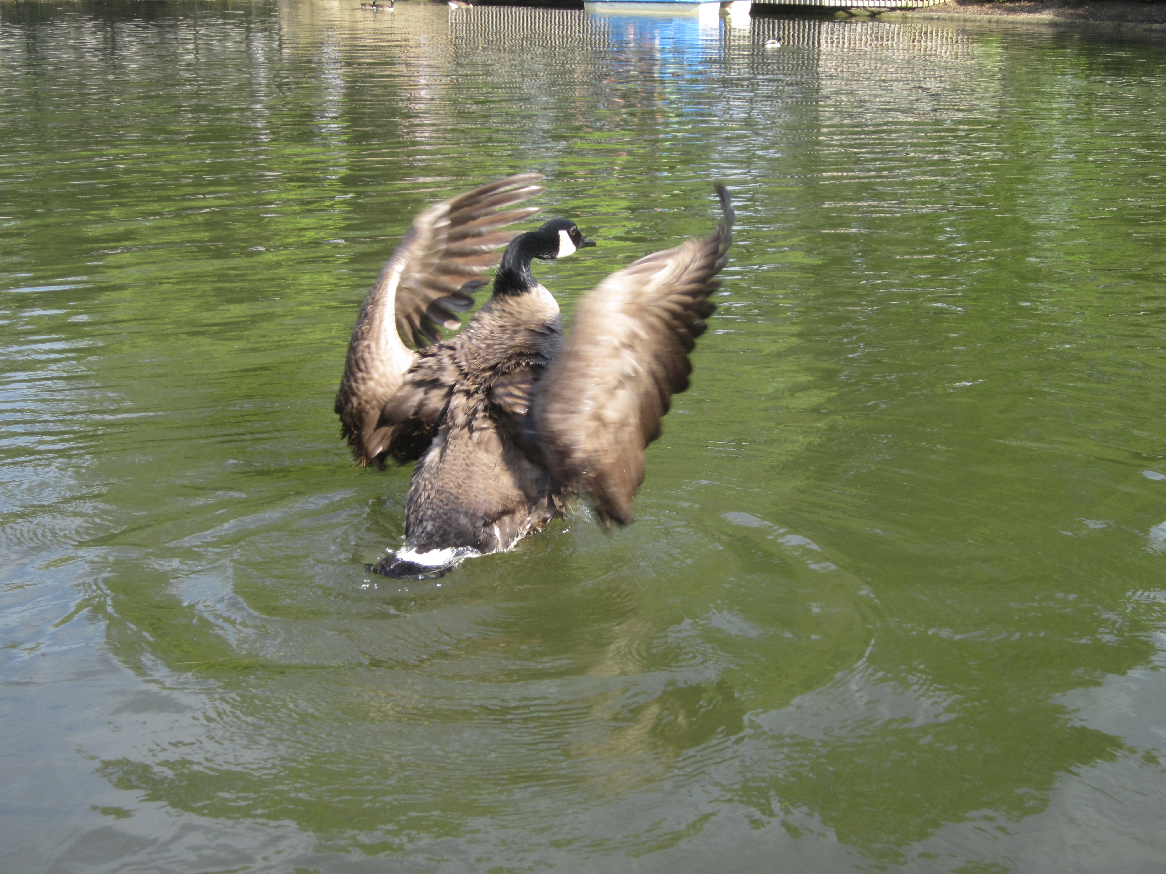 Canada Goose spreading wings on pond