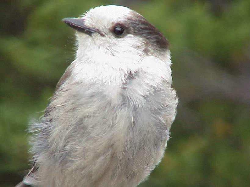 canadajay.jpg