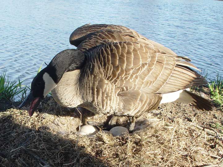 Goose defending nest