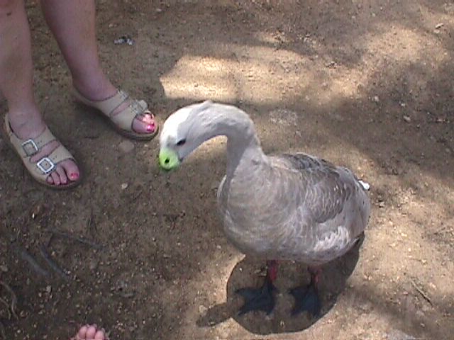 Cape Barren Goose