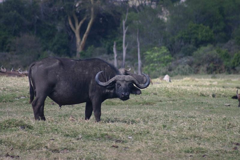 capebuffalo.jpg