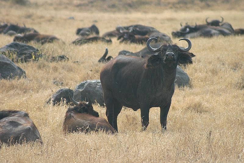 Cape Buffalo Herd