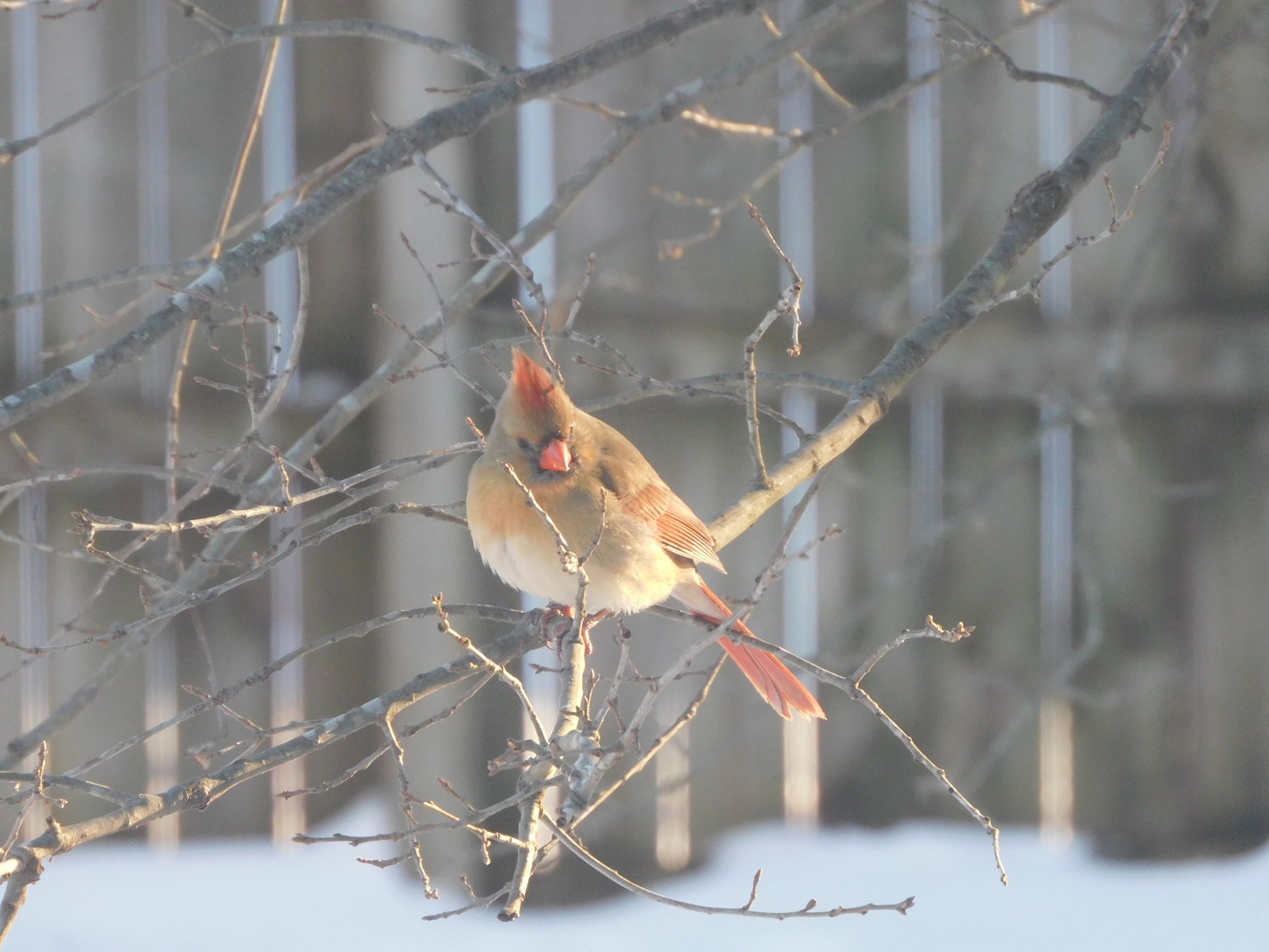 Female Cardinal in the Snow