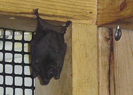 Carollia Bat - notice how small (1 inch eye hook)